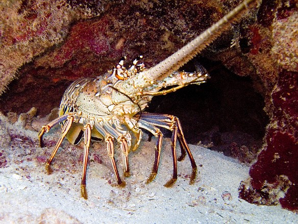 This huge Caribbean Spiny Lobster was hiding in its hole Feb 2, 2007 11:36 AM : BVI, Diving, Virgin Gorda 2007-02, animal, arthropod, arthropoda, crustacea, crustacean, decapod, decapoda, lobster