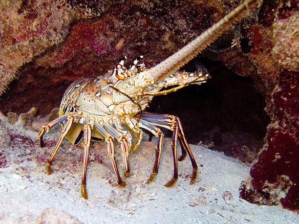 This huge Caribbean Spiny Lobster was hiding in its hole Feb 2, 2007 11:36 AM : BVI, Diving, Virgin Gorda 2007-02