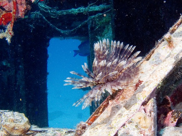 Sunday's second dive was at Coral Gardens, off of Great Dog Island. The site contains lots of coral heads and the remains of a plane fuselage. The plane wrecked at the end of the Tortola runway, was sunk intentionally, and used at one point as a movie prop. Here is a giant feather duster worm on the fuselage. Feb 4, 2007 10:43 AM : BVI, Diving, Virgin Gorda 2007-02, animal, worm