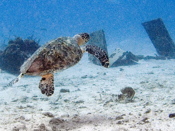 We spotted a turtle swimming past scattered pieces of the plane wreck. Feb 4, 2007 10:47 AM : BVI, Diving, Virgin Gorda 2007-02, animal, cheloniidae, hawksbill turtle, reptile, reptilia, sea turtle, testudines, turtle