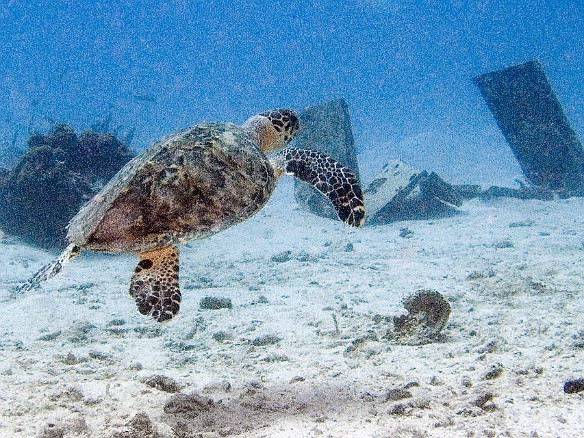 We spotted a turtle swimming past scattered pieces of the plane wreck. Feb 4, 2007 10:47 AM : BVI, Diving, Virgin Gorda 2007-02, turtle