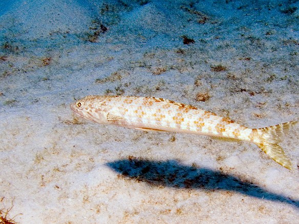 Near the edge of the reef, a Sand Diver swims by. They are a member of the Lizardfish family. Feb 4, 2007 11:00 AM : BVI, Diving, Virgin Gorda 2007-02, animal, aulopiformes, bony fish, fish, lizardfish, osteichthyes, sand diver, synodontidae, synodus intermedius