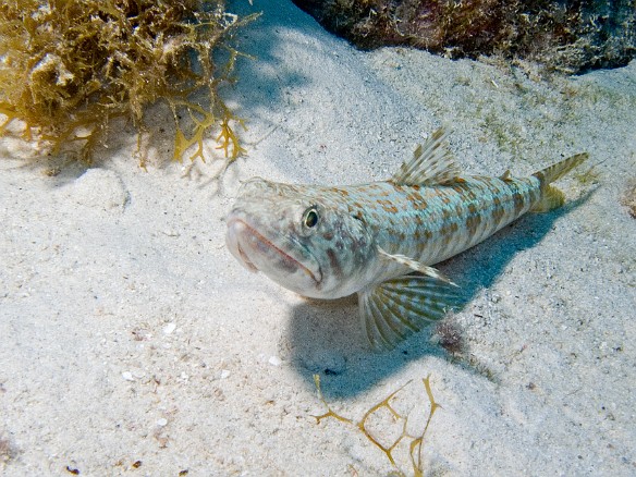 The Sand Diver usually likes to bury itself in the sand with only its head showing, but this one was content to rest and pose for the photo. Feb 4, 2007 11:01 AM : BVI, Diving, Virgin Gorda 2007-02, animal, aulopiformes, bony fish, fish, lizardfish, osteichthyes, synodontidae