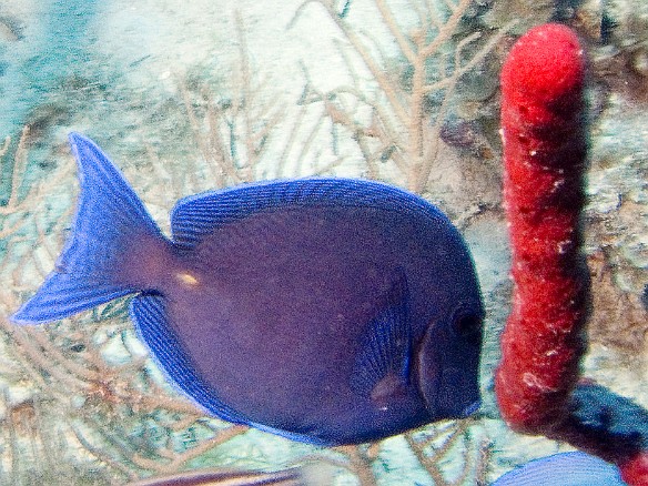 A Blue Tang Feb 4, 2007 11:03 AM : BVI, Diving, Virgin Gorda 2007-02, acanthuridae, acanthuriformes, acanthurus coeruleus, animal, atlantic blue tang, blue caribbean tang, blue tang, bony fish, fish, osteichthyes