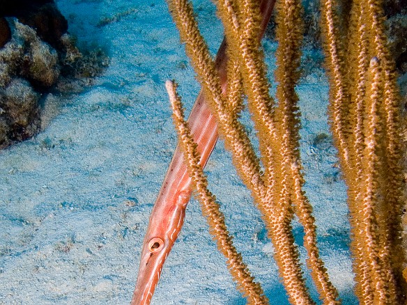 A Trumpetfish disguising itself by hanging vertically among a gorgonian Feb 4, 2007 11:05 AM : BVI, Diving, Virgin Gorda 2007-02, animal, bony fish, fish, osteichthyes, trumpetfish
