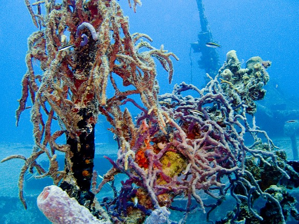 Encrustations on the rigging. I was using my new Olympus SP-350 with Nikonos SB-105 flash. However, it would still take me another day or two to get the flash triggering correctly in slave mode. Feb 2, 2007 9:38 AM : BVI, Diving, Virgin Gorda 2007-02