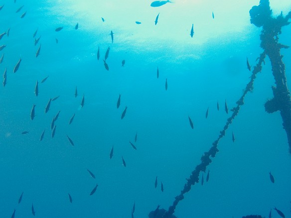 Feb 2, 2007 9:44 AM : BVI, Diving, Virgin Gorda 2007-02