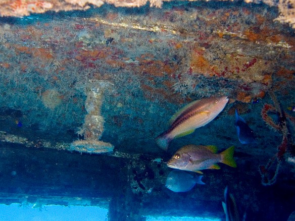 Grunts and snapper inside the wheelhouse Feb 2, 2007 9:46 AM : BVI, Diving, Virgin Gorda 2007-02