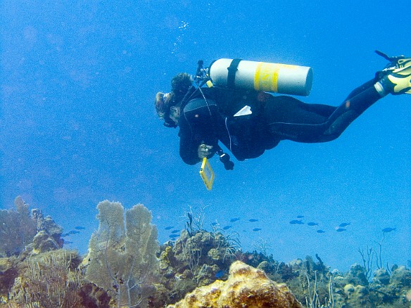 I was pretty much diving alone with Steve, the divemaster. Just cruising the reef near the mooring line to use up our remaining air before surfacing. Feb 2, 2007 9:53 AM : BVI, Diving, Virgin Gorda 2007-02