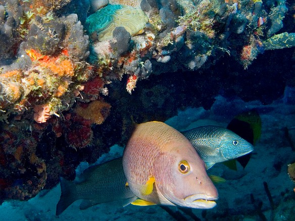 Tuesday was my last day of diving, both dives on the wreck of the RMS Rhone off of Salt Island. The story of the wreck is very tragic, but it makes for some dramatic diving. Here are some Snapper and Grunts hanging out under a coral outcropping. Feb 6, 2007 9:58 AM : BVI, Diving, Virgin Gorda 2007-02, acanthuriformes, animal, bony fish, fish, grunt, haemulidae, lutjanidae, osteichthyes, snapper