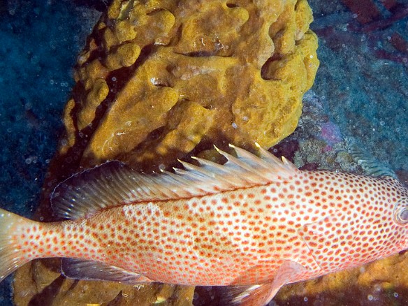 I spotted this Red Hind swimming across the wreck. A member of the Sea Bass family, it is also goes by the common name of Strawberry Grouper. Feb 6, 2007 10:02 AM : BVI, Diving, Virgin Gorda 2007-02, animal, bony fish, epinephelinae, epinephelus guttatus, fish, grouper, osteichthyes, perciformes, red hind, serranidae