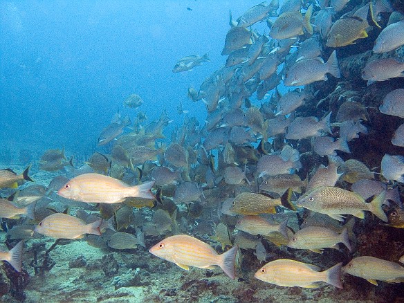 The wreck is surrounded by schools of Snapper and Grunts Feb 6, 2007 11:22 AM : BVI, Diving, Virgin Gorda 2007-02, acanthuriformes, animal, bony fish, fish, grunt, haemulidae, lutjanidae, osteichthyes, snapper