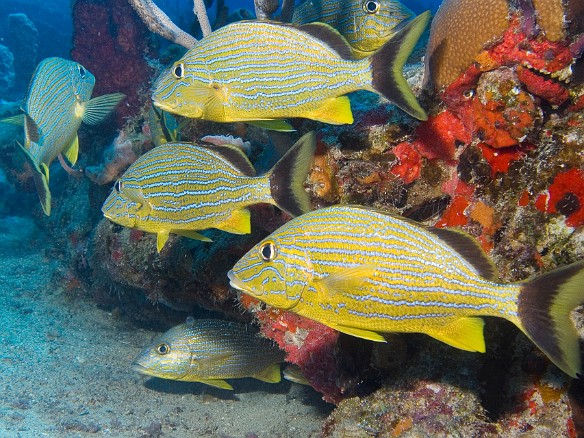 Blue Striped Grunts are distinguished from the French Grunts by their dark tail and dorsal fin with yellow edging Feb 6, 2007 11:25 AM : BVI, Diving, Virgin Gorda 2007-02