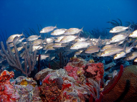 By Sunday, I finally got the flash slaved correctly to the camera. The first dive was at The Visibles, named because of the pinnacles that crest the surface of the waters just off of Cockroach Island. A school of grunts, called Tomtates, swims by. Feb 4, 2007 9:22 AM : BVI, Diving, Virgin Gorda 2007-02