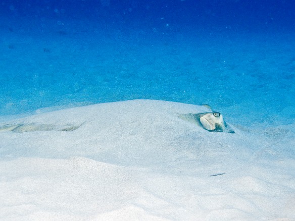 Towards the end of the dive, looking out at a sandy patch beyond the reef we spot a Southern stingray resting partially buried in the sand Feb 4, 2007 9:26 AM : BVI, Diving, Virgin Gorda 2007-02, animal, cartilaginous fish, chondrichthyes, fish, stingray