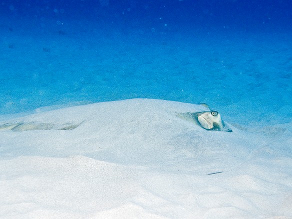 Towards the end of the dive, looking out at a sandy patch beyond the reef we spot a Southern stingray resting partially buried in the sand Feb 4, 2007 9:26 AM : BVI, Diving, Virgin Gorda 2007-02