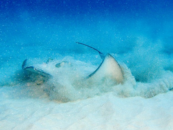 With all of the attention from us, the stingray decides to take off Feb 4, 2007 9:28 AM : BVI, Diving, Virgin Gorda 2007-02, animal, cartilaginous fish, chondrichthyes, fish, stingray