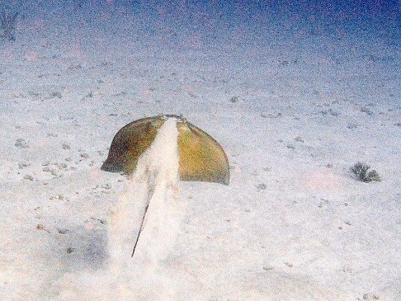 Trailing the sand it was buried in, the stingray heads off to look for a new resting spot Feb 4, 2007 9:29 AM : BVI, Diving, Virgin Gorda 2007-02, animal, cartilaginous fish, chondrichthyes, fish, stingray