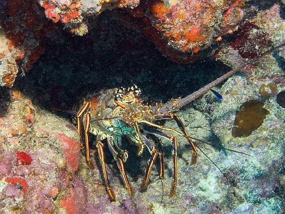 A Spiny Caribbean Lobster advances out of its hole Feb 4, 2007 9:39 AM : BVI, Diving, Virgin Gorda 2007-02, animal, arthropod, arthropoda, crustacea, crustacean, decapod, decapoda, lobster