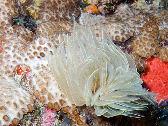 This is actually an animal, a Feather Duster Worm Feb 4, 2007 9:42 AM : BVI, Diving, Virgin Gorda 2007-02, animal, worm