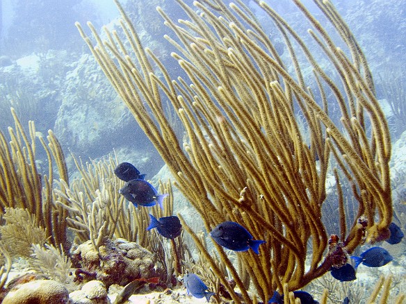 Still struggling with getting the flash to sync properly with the camera, I decided to switch to available light for most of the photos on this dive. Yet more Blue Tangs, which are a member of the Surgeonfish family. Feb 3, 2007 9:14 AM : BVI, Diving, Virgin Gorda 2007-02