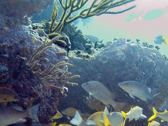 French Grunts in yellow, and Snapper Feb 3, 2007 9:18 AM : BVI, Diving, Virgin Gorda 2007-02, acanthuriformes, animal, bony fish, fish, french grunt, grunt, haemulidae, haemulon flavolineatum, lutjanidae, osteichthyes, snapper