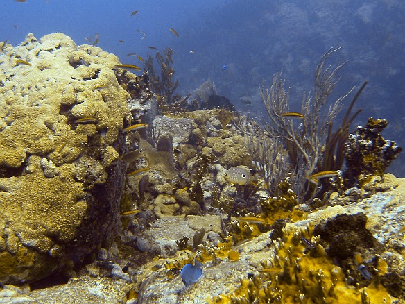 Friday started off with diving Wall to Wall, a site off the southwest corner of West Dog island. You can see the Foureye Butterflyfish in the center with its distinctive black spot. A couple of Blue Tangs and lots of blennies populate the reef. Feb 3, 2007 9:36 AM : BVI, Diving, Virgin Gorda 2007-02