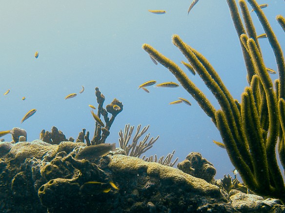 Blennies congregating around one of the many coral heads Feb 3, 2007 9:44 AM : BVI, Diving, Virgin Gorda 2007-02