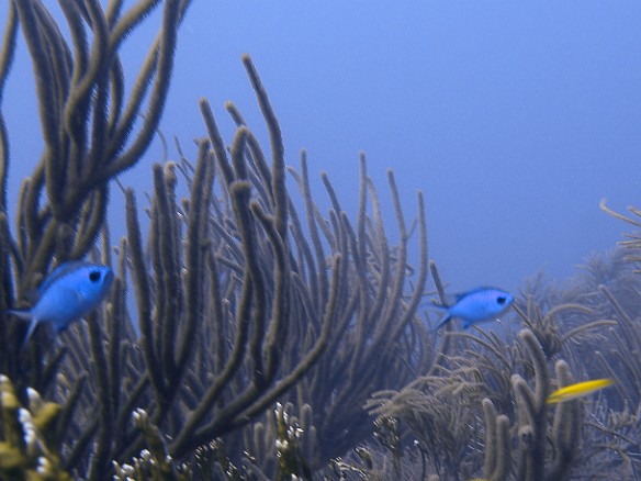 Wall to Wall is like a vast underwater garden, home to the Blue Chromis and blennies that you see here. Feb 3, 2007 9:52 AM : BVI, Diving, Virgin Gorda 2007-02