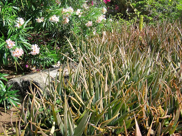 The aloe grows like weeds and is used in local remedies Feb 2, 2007 12:18 PM : BVI, Virgin Gorda 2007-02